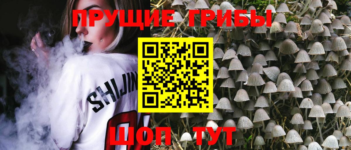 Сокол  Псилоцибиновые грибы мицелий  купить   Вход с VPN 
